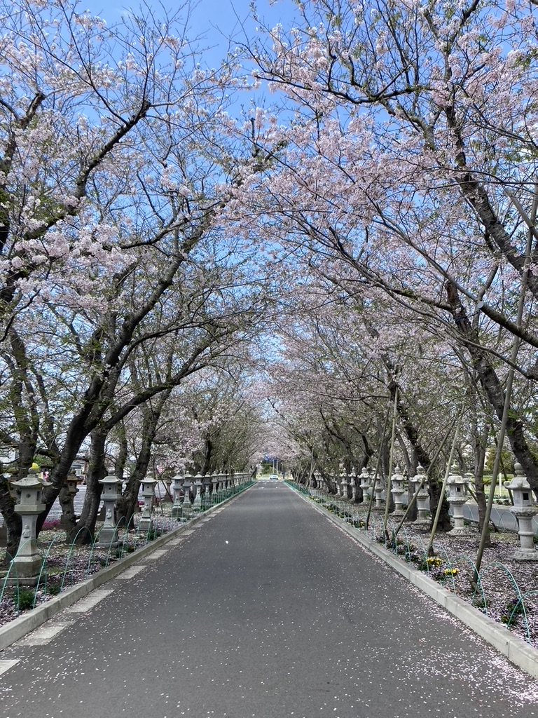知覧平和公園の桜並木