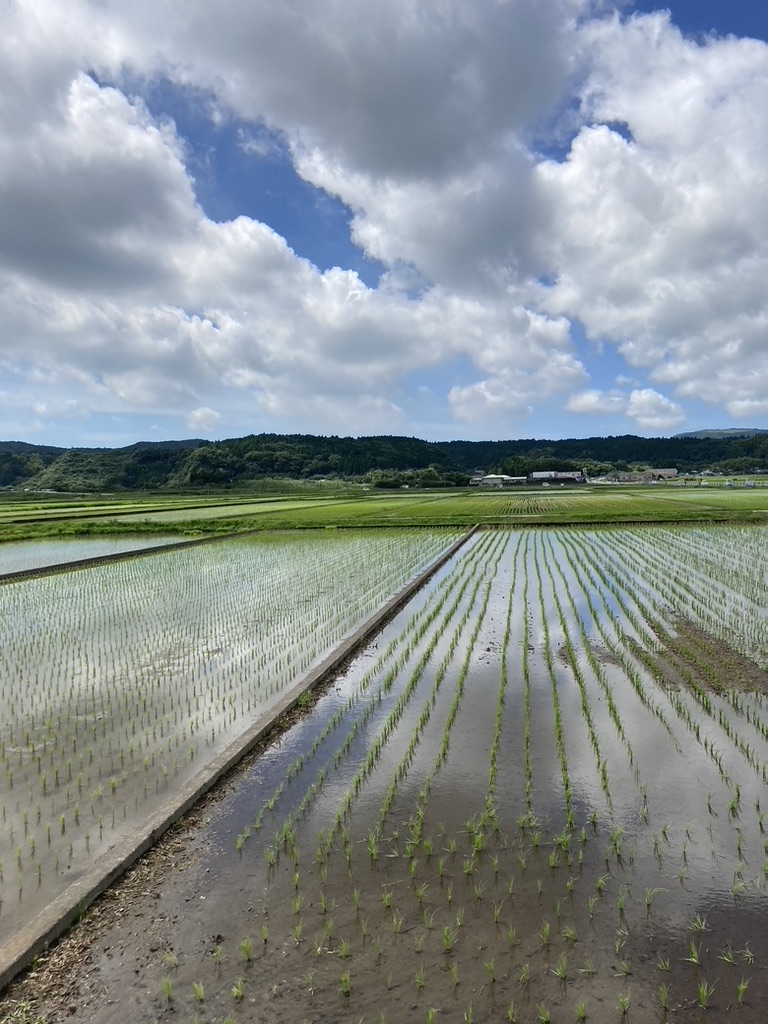 南九州市の田んぼ
